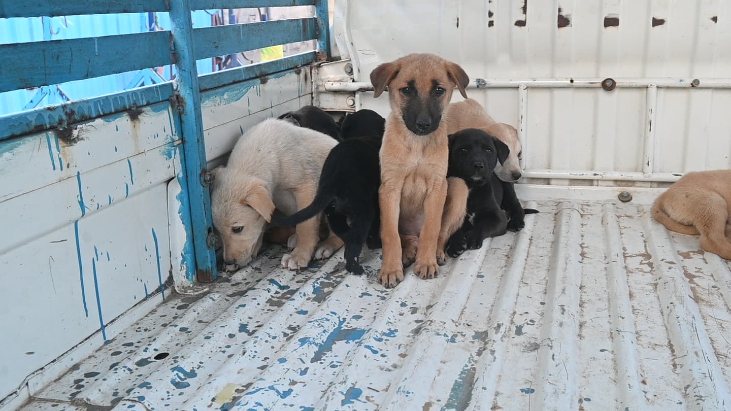 Feeding & Treating Strayed Dogs