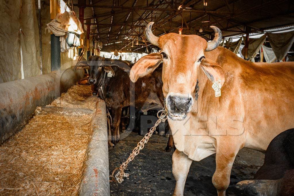 Feeding & Treating Cows